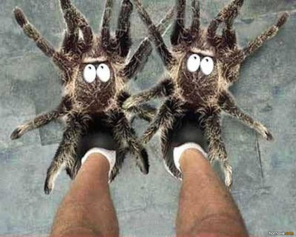 spider slippers | imghumour