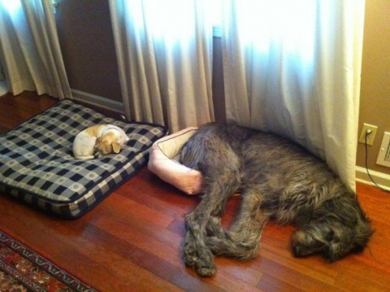 A Dog Bed Each