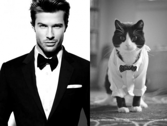Cats That Look Like Male Models 1