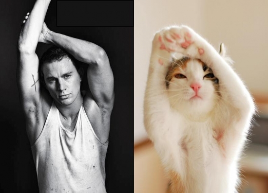 Cats That Look Like Male Models 8