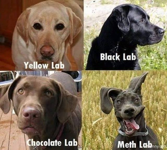 Different Lab dogs