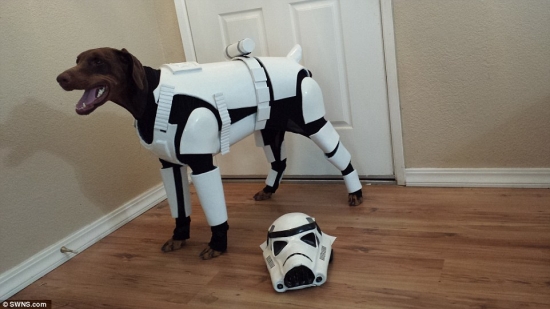 Dog in Stormtrooper outfit