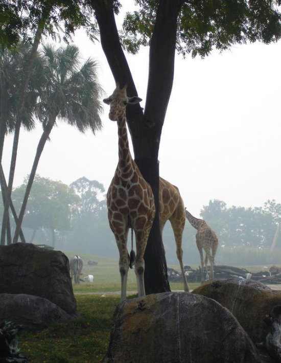Giraffes can now teleport through trees