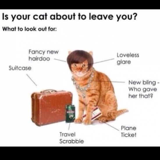 Is your cat about to leave