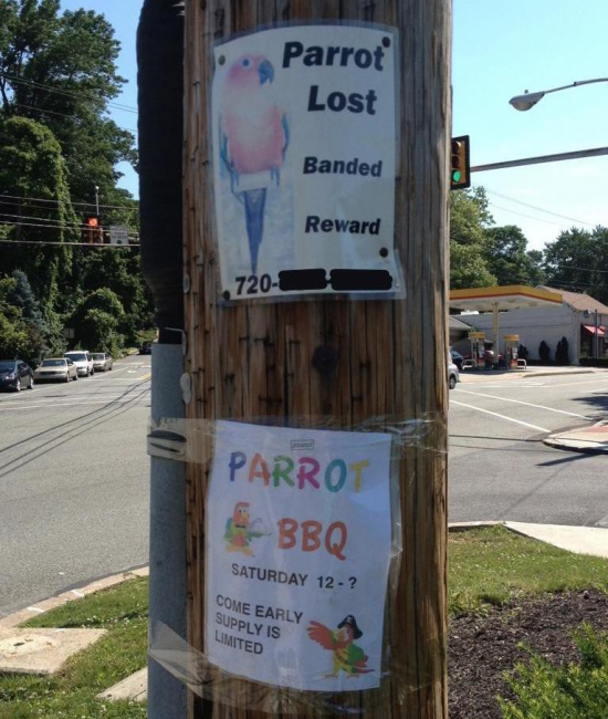 Lost Found Parrot