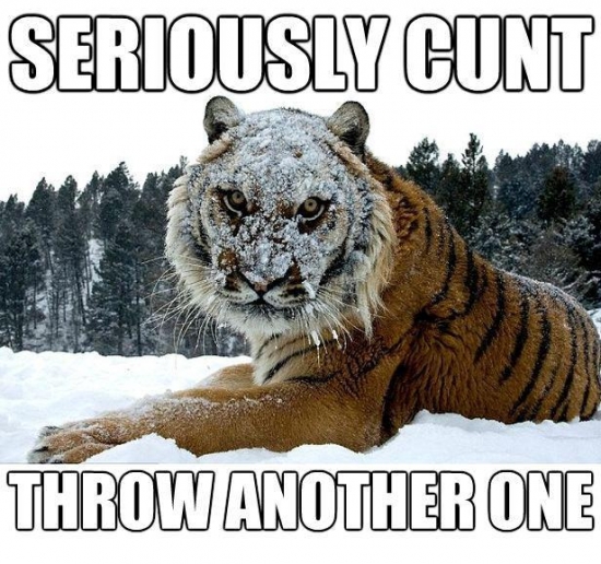 This Tiger is sick of your shit