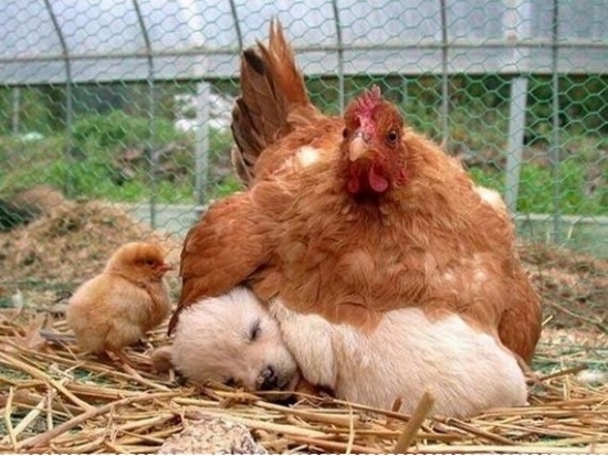 What came first the Chicken or the Dog