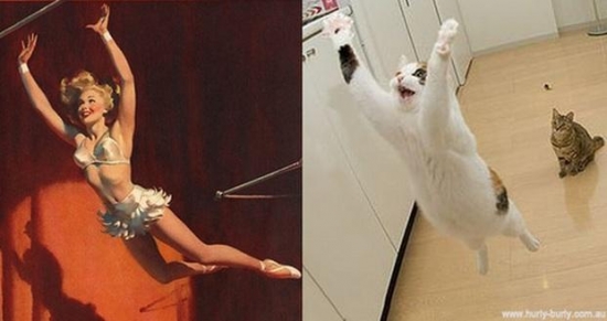 cats that look like pin up girls 13