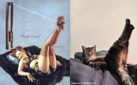 cats that look like pin up girls 8