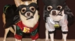Batman and Robin the dogs