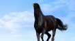 Black Horse Bird