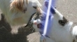 Cats with lightsabers 14