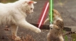 Cats with lightsabers 15
