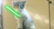 Cats with lightsabers 39