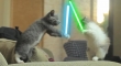 Cats with lightsabers 43
