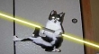 Cats with lightsabers 5