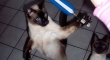Cats with lightsabers 7