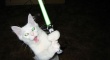 Cats with lightsabers 8