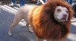 Dog Dress As A Lion