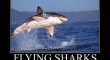 Flying Sharks2