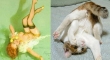 cats that look like pin up girls 19