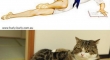 cats that look like pin up girls 20