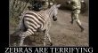 zebras are terrifying2