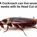 A Cockroach can live seveal weeks with its head cut off