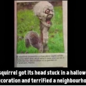 A squirrel got its head stuck