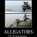 Alligators Dont Like Being Pointed At2