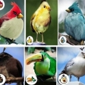 Angry Birds For Real
