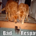 Bad Respawn