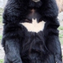 Batman Batbear