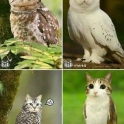 Cat combined with an Owl
