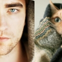 Cats That Look Like Male Models 10