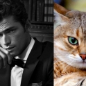 Cats That Look Like Male Models 16