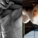 Cats That Look Like Male Models 19