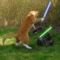 Cats with lightsabers 10