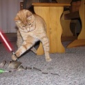 Cats with lightsabers 13