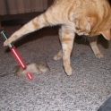 Cats with lightsabers 20