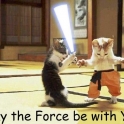 Cats with lightsabers 23