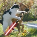 Cats with lightsabers 28
