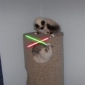 Cats with lightsabers 29