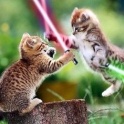 Cats with lightsabers 3