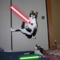 Cats with lightsabers 30