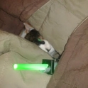 Cats with lightsabers 34