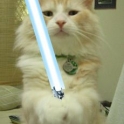 Cats with lightsabers 35