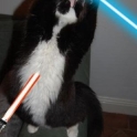 Cats with lightsabers 36
