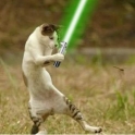 Cats with lightsabers 40