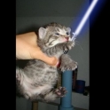 Cats with lightsabers 44
